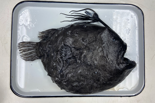 Anglerfish for header